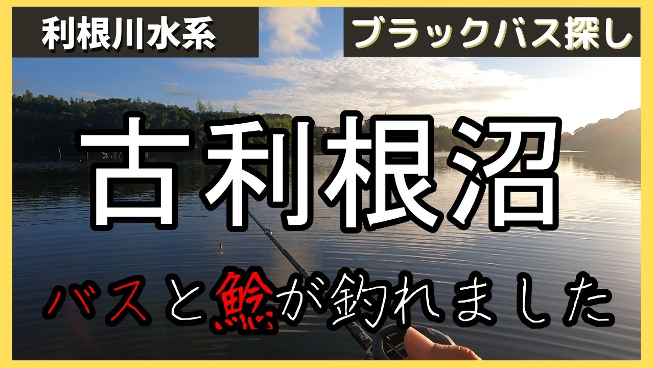 バス釣り 千葉県の古利根沼でブラックバスと鯰が釣れました まさきちの釣り日記